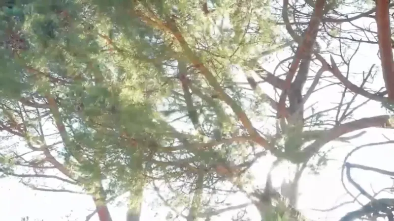 Güneş ışığının süzüldüğü çam ağaçları
